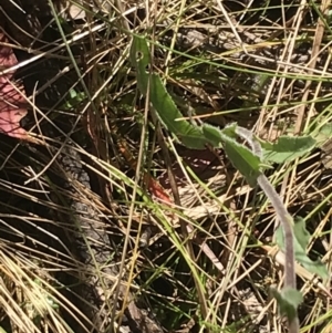 Craspedia variabilis at Tennent, ACT - 15 Dec 2022