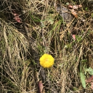 Craspedia variabilis at Tennent, ACT - 15 Dec 2022