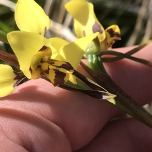 Diuris sulphurea at Paddys River, ACT - 15 Dec 2022