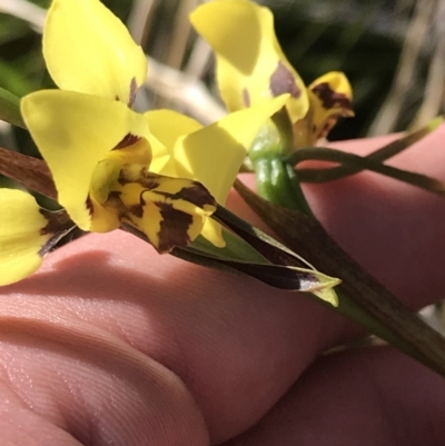 Diuris sulphurea (Tiger Orchid) at Paddys River, ACT - 14 Dec 2022 by Tapirlord