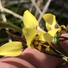 Diuris sulphurea at Paddys River, ACT - 15 Dec 2022