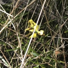 Diuris sulphurea at Paddys River, ACT - 15 Dec 2022