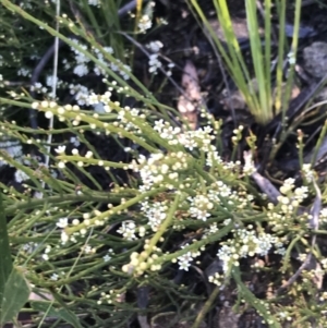 Choretrum pauciflorum at Paddys River, ACT - 15 Dec 2022