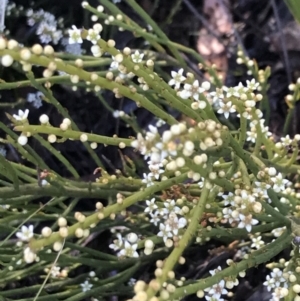 Choretrum pauciflorum at Paddys River, ACT - 15 Dec 2022