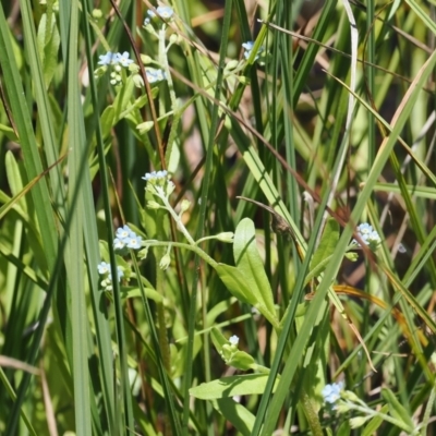 Myosotis laxa subsp. caespitosa (Water Forget-me-not) at Gibraltar Pines - 3 Jan 2023 by RAllen