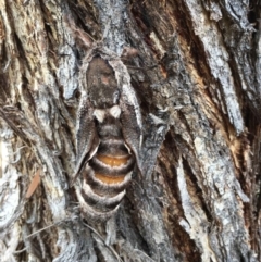 Unidentified Wood moth (Cossidae) at Acton, ACT - 6 Jan 2023 by RWPurdie