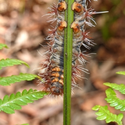 Chelepteryx collesi (White-stemmed Gum Moth) at Jervis Bay National Park - 31 Dec 2022 by RobG1