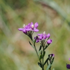 Comesperma retusum (Mountain Milkwort) at Gibraltar Pines - 3 Jan 2023 by RAllen