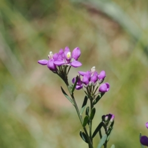 Comesperma retusum at Paddys River, ACT - 3 Jan 2023