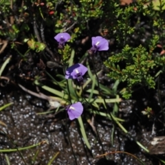 Utricularia dichotoma (Fairy Aprons, Purple Bladderwort) at Gibraltar Pines - 3 Jan 2023 by RAllen