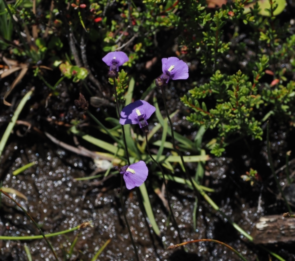 Utricularia dichotoma at Paddys River, ACT - 3 Jan 2023