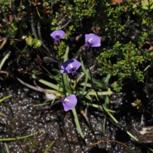 Utricularia dichotoma at Paddys River, ACT - 3 Jan 2023