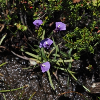 Utricularia dichotoma (Fairy Aprons, Purple Bladderwort) at Gibraltar Pines - 3 Jan 2023 by RAllen