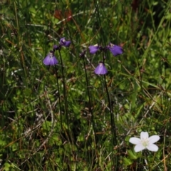 Utricularia dichotoma at Paddys River, ACT - 3 Jan 2023