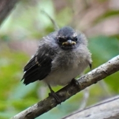 Rhipidura albiscapa (Grey Fantail) at Vincentia, NSW - 31 Dec 2022 by RobG1