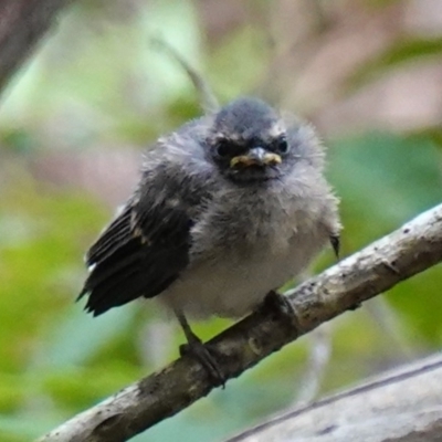 Rhipidura albiscapa (Grey Fantail) at Vincentia Coastal Walking Track - 31 Dec 2022 by RobG1