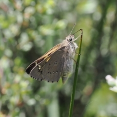 Hesperilla donnysa (Varied Sedge-skipper) at Gibraltar Pines - 3 Jan 2023 by RAllen