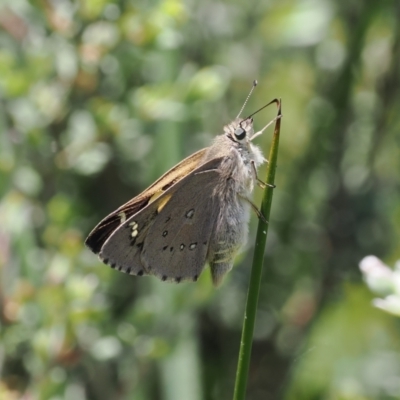 Hesperilla donnysa (Varied Sedge-skipper) at Gibraltar Pines - 3 Jan 2023 by RAllen