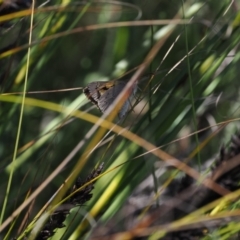 Hesperilla donnysa at Paddys River, ACT - 3 Jan 2023