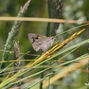 Hesperilla donnysa at suppressed - 3 Jan 2023