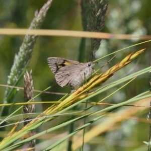 Hesperilla donnysa at Paddys River, ACT - 3 Jan 2023