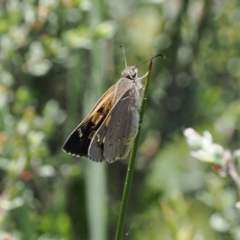 Hesperilla donnysa at Paddys River, ACT - 3 Jan 2023