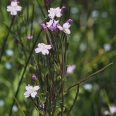 Epilobium billardiereanum subsp. hydrophilum at Gibraltar Pines - 3 Jan 2023 by RAllen