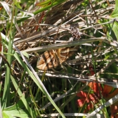 Chrysolarentia conifasciata (Broad-banded Carpet) at Gibraltar Pines - 3 Jan 2023 by RAllen