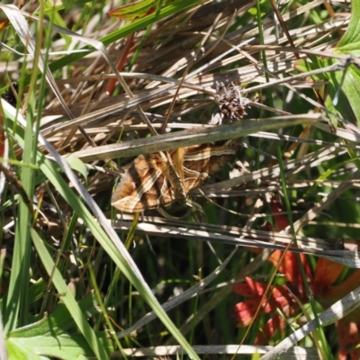 Chrysolarentia conifasciata (Broad-banded Carpet) at Gibraltar Pines - 3 Jan 2023 by RAllen