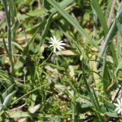 Stellaria angustifolia (Swamp Starwort) at Namadgi National Park - 3 Jan 2023 by RAllen