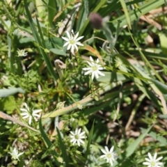 Stellaria angustifolia at Paddys River, ACT - 3 Jan 2023 01:55 PM