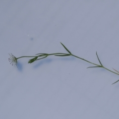 Stellaria angustifolia at Paddys River, ACT - 3 Jan 2023 01:55 PM