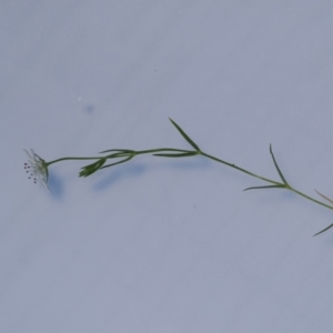 Stellaria angustifolia at Paddys River, ACT - 3 Jan 2023