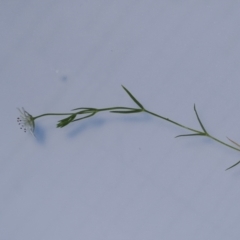 Stellaria angustifolia at Paddys River, ACT - 3 Jan 2023