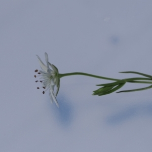 Stellaria angustifolia at Paddys River, ACT - 3 Jan 2023