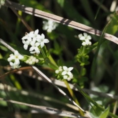 Asperula gunnii (Mountain Woodruff) at Namadgi National Park - 3 Jan 2023 by RAllen