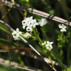 Asperula gunnii at Paddys River, ACT - 3 Jan 2023 01:56 PM