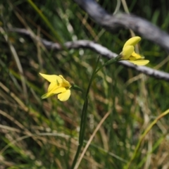 Diuris monticola (Highland Golden Moths) at Paddys River, ACT - 3 Jan 2023 by RAllen