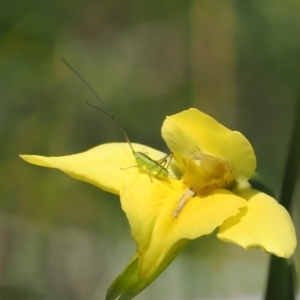 Diuris monticola at Paddys River, ACT - suppressed