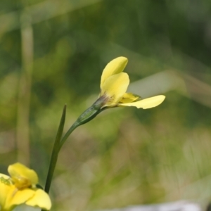 Diuris monticola at Paddys River, ACT - suppressed