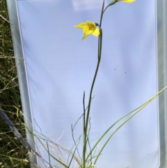 Diuris monticola at Paddys River, ACT - suppressed