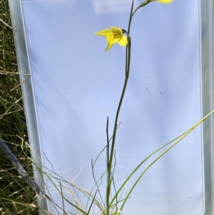 Diuris monticola at Paddys River, ACT - suppressed