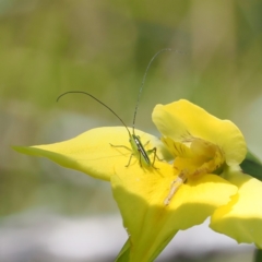 Conocephalus semivittatus (Meadow katydid) at Paddys River, ACT - 3 Jan 2023 by RAllen