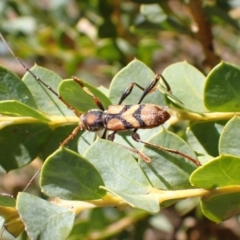 Aridaeus thoracicus (Tiger Longicorn Beetle) at Murrumbateman, NSW - 6 Jan 2023 by SimoneC
