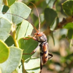 Aridaeus thoracicus at Murrumbateman, NSW - 6 Jan 2023