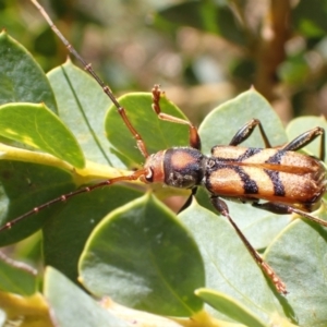 Aridaeus thoracicus at Murrumbateman, NSW - 6 Jan 2023