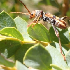 Aridaeus thoracicus at Murrumbateman, NSW - 6 Jan 2023