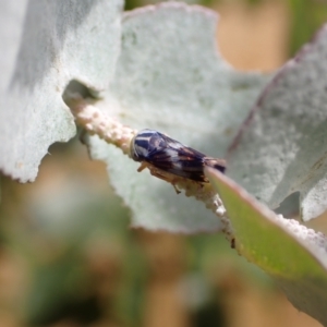 Rosopaella cuprea at Murrumbateman, NSW - 5 Jan 2023