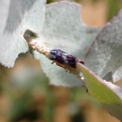 Rosopaella cuprea (A leafhopper) at Murrumbateman, NSW - 5 Jan 2023 by SimoneC