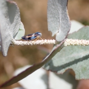 Rosopaella cuprea at Murrumbateman, NSW - 5 Jan 2023